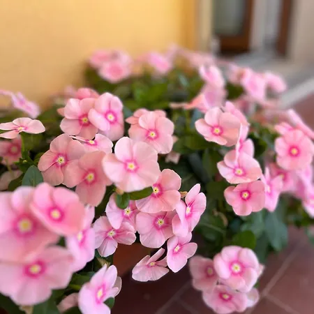 Pensionat The Crown Alghero