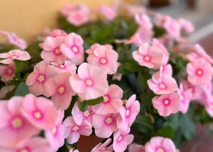 Konukevi The Crown Alghero